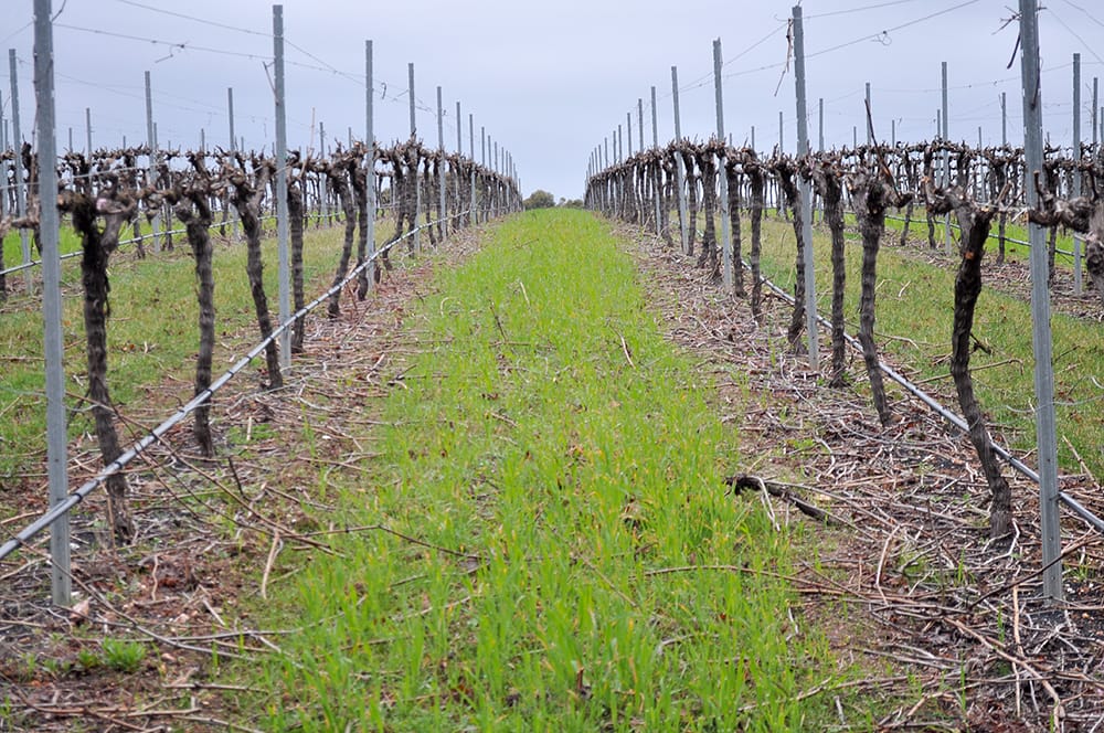 Pruned Vineyard